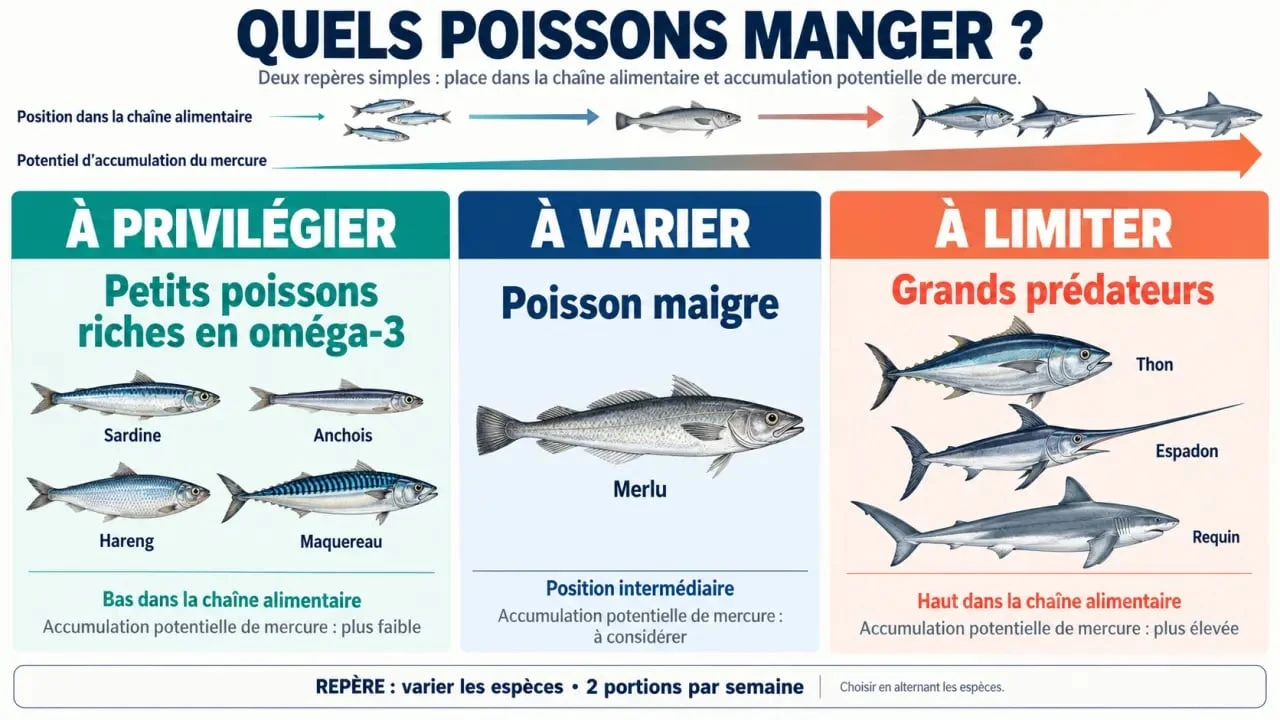 Quels poissons manger : infographie des espèces à privilégier ou à limiter selon les oméga-3 et le mercure
